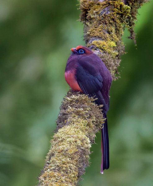 РОЗОВОХВОСТЫЙ АЗИАТСКИЙ ТРОГОН