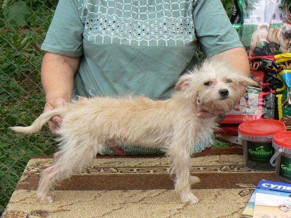 Московский дракон (2)