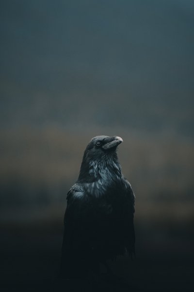 oblako-temnota-chernyy-voron-vorona-2147x3221