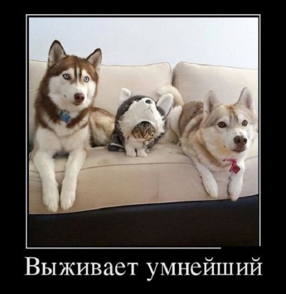 Выживает умнейший