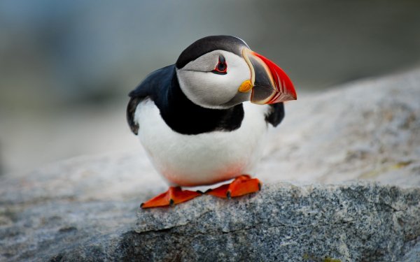 Атлантический Тупик (Puffin)