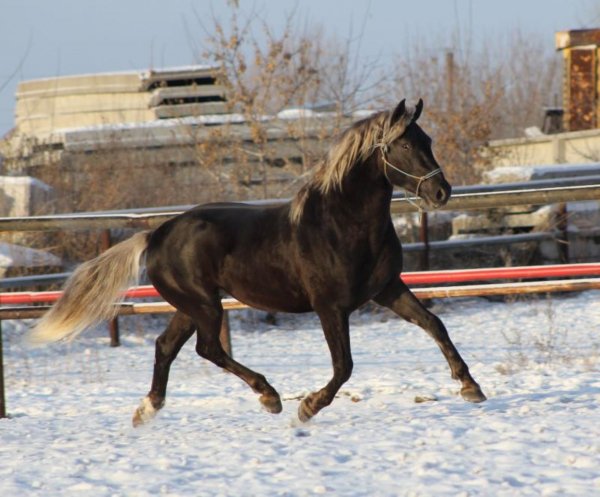 Лошадь Орловский рысак 10