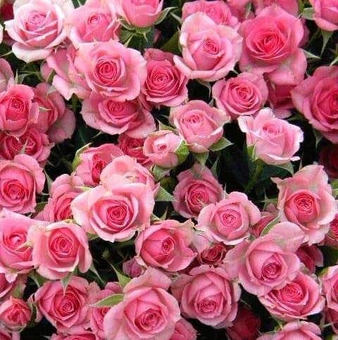 -5447431374161170180 120