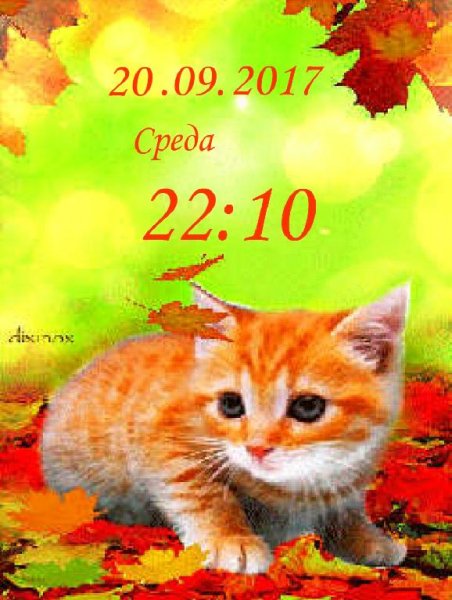 Осенний кот