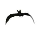 vampire bat