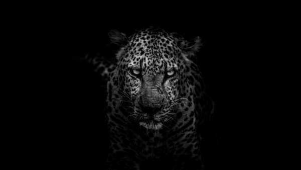 99px ru wallpaper 326211 leopard na chernom fone