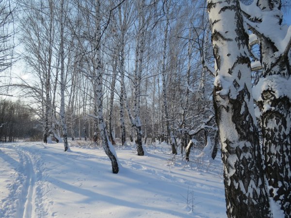 Лес