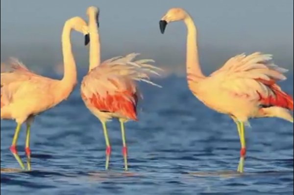 Фламинго1