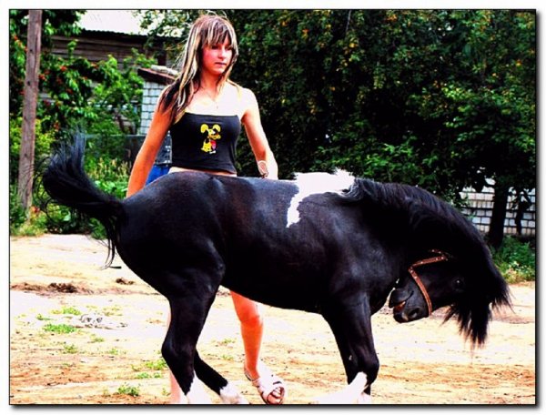 Шведская северная порода лошадей (2)