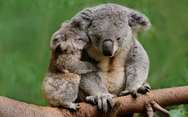 Baby Animals 5