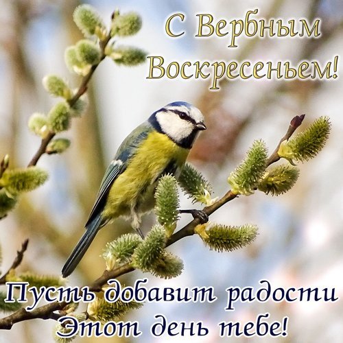 Лазоревка