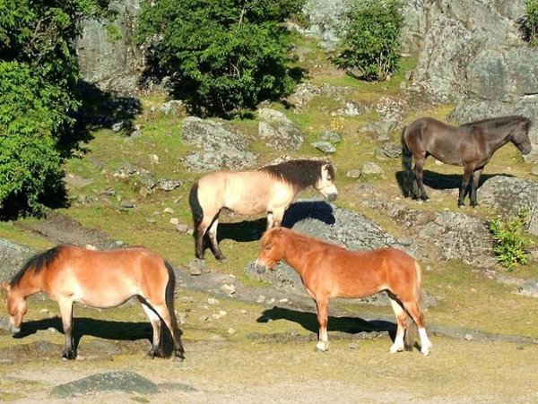 Готландский пони (3)