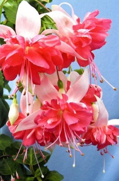 file_89307439