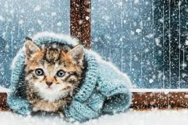 Зимние коты (23)