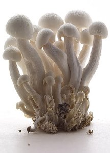 mushrooms