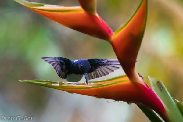 Колибри-якобин