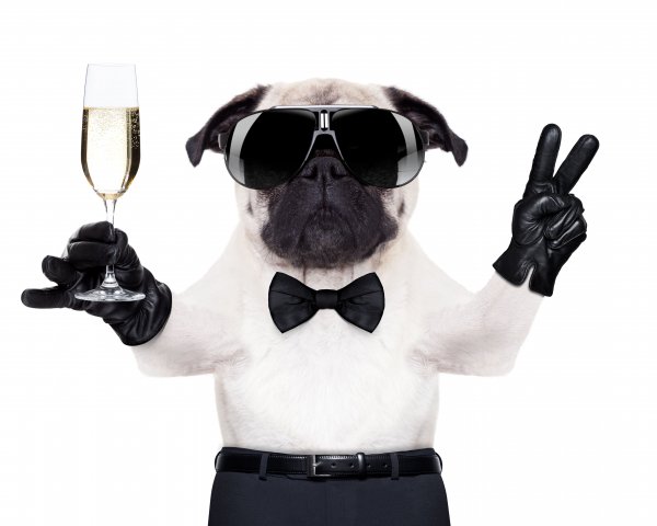 Dogs Champagne Fingers White background Bulldog