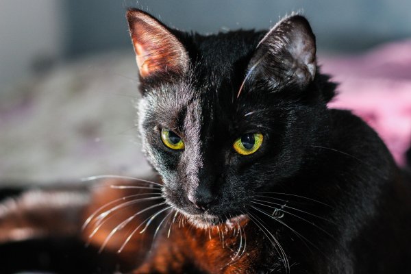Black-cat-2178983