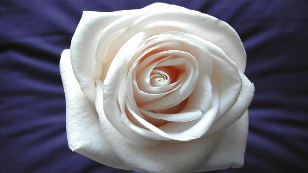 Image) (4)