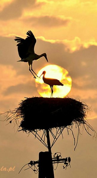 Аисты белые