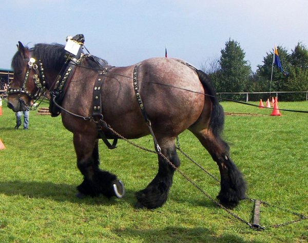 Лошадь Арденская 2