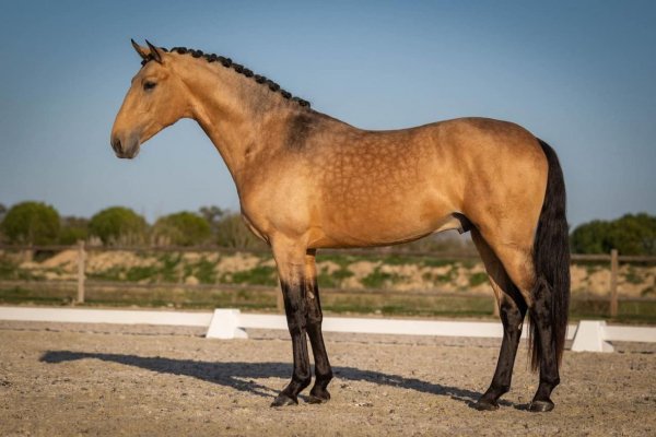 Лошадь Лузитанская