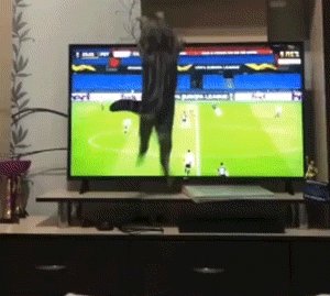 gifs 12