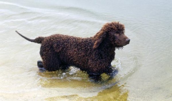 Ирландский водяной (водный) спаниель