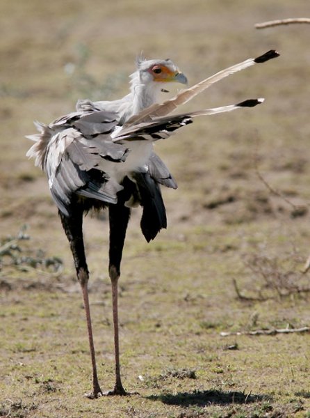 Птица-секретарь