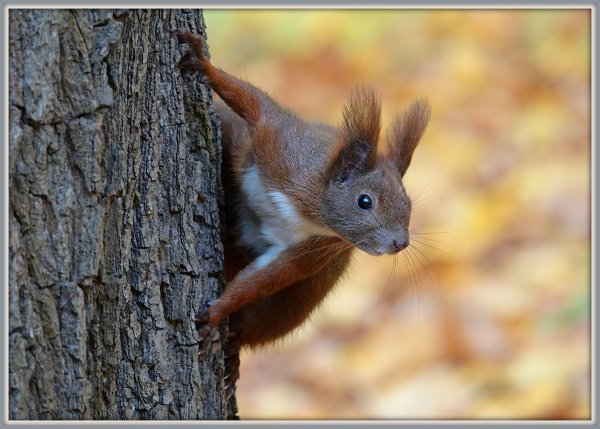 Hide-and-seek (45028013604)