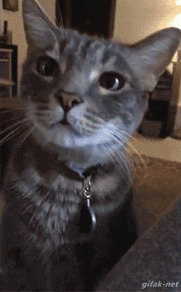 гифки, котэ, живность, мороженка
