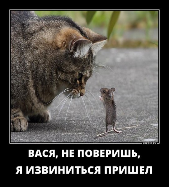 Не поверишь я извиняться пришел
