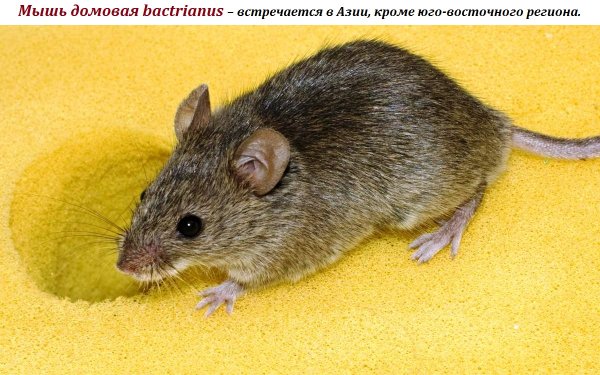Мышь домовая bactrianus