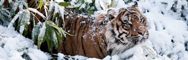 cropped-tigr morda sneg lazat 2048x1365