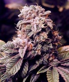 Марихуана-мифы и факты