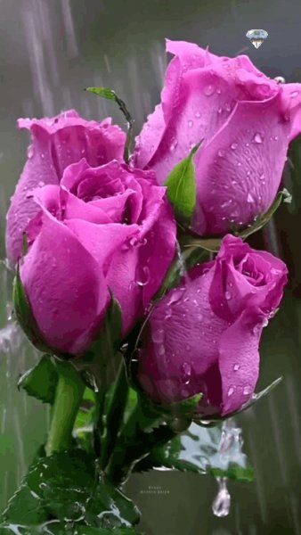 GIF 20240801 001355 217