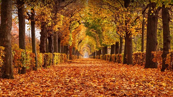 ViennaAutumn ROW6120946302 UHD