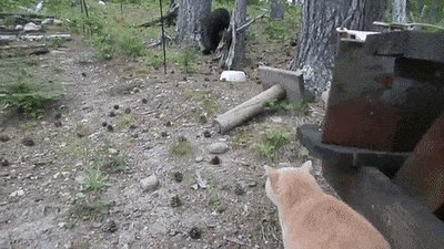 Chelyabinskie-koty 81344