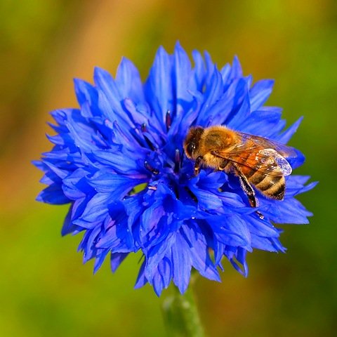 Пчела на васильке
