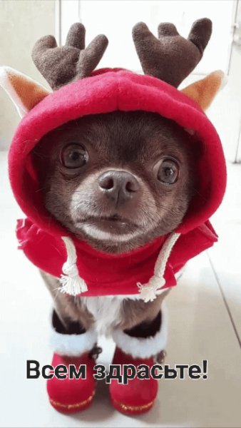 Всем здрасте!