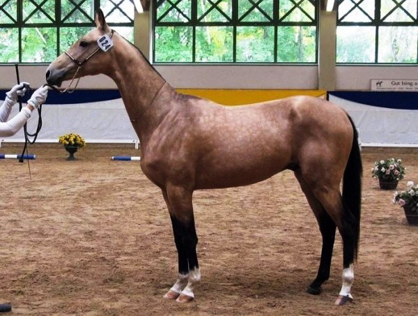 Лошадь Ахалтекинская 2