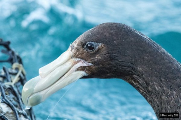 Гигантский альбатрос