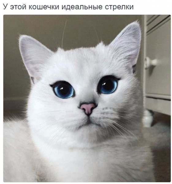 Киса