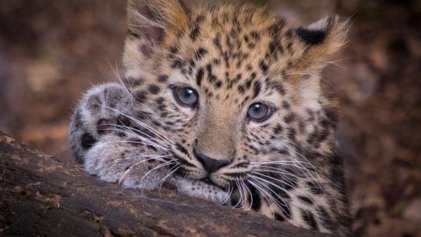 Обои животные хищник леопард детеныш