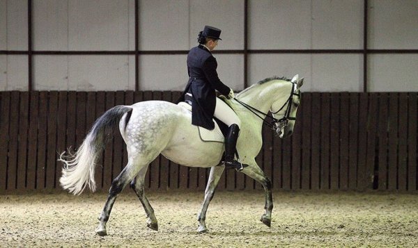 Лошадь Орловский рысак 5