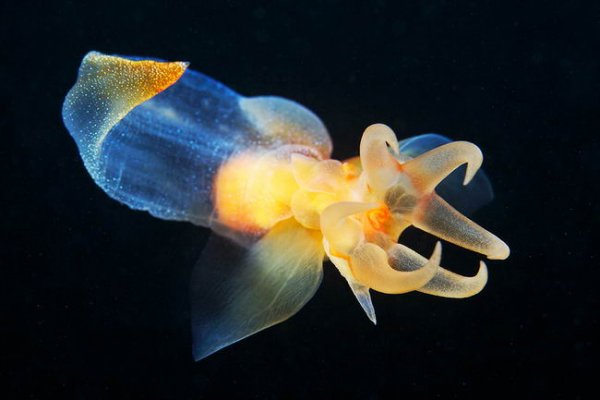 clione limacina 02