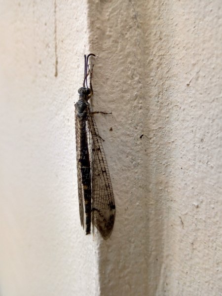 Муравьиный лев