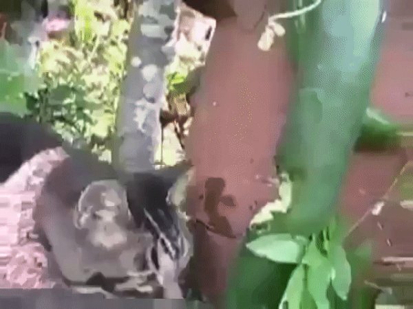 gif 1487367002