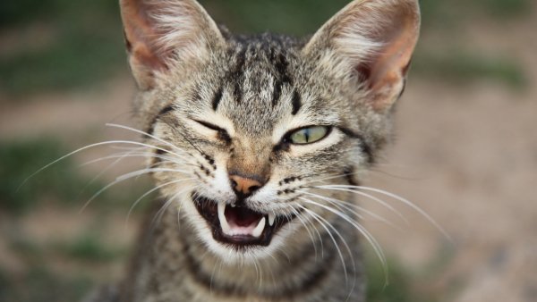 kitten-winking