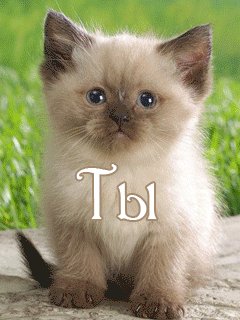 тымойлюбимыйкотенок